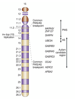 Gambar 1. Peta kromosom 15 (National Alliance for Autism Research)