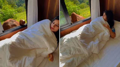 An elephant poked its trunk through a hotel room window to greet a napping woman in Thailand.