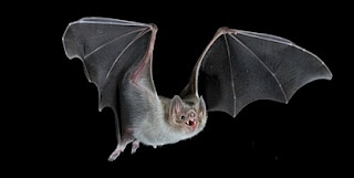 Velocidades de Voo mais Rápidas Registradas para Morcegos