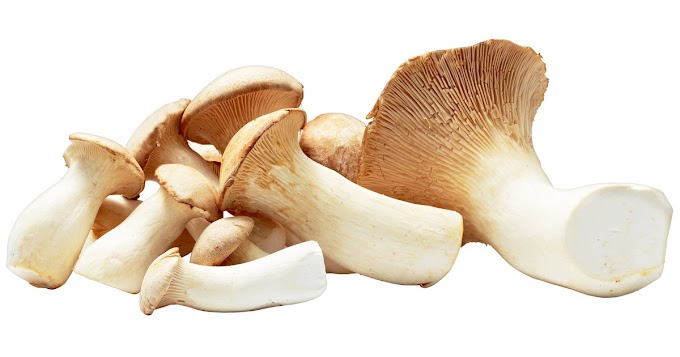 Oyster mushroom calories | Organic mushrooms | Biobritte mushrooms 