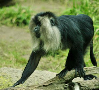 LION TAILED MACAQUE