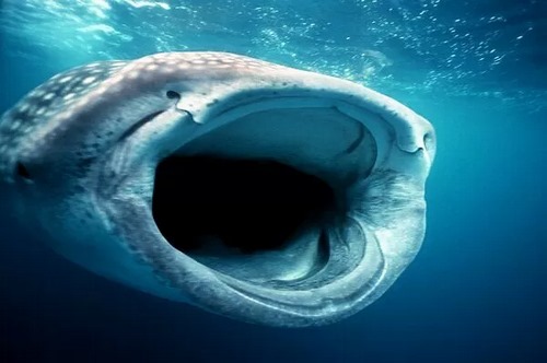 ما الحيوانات التي يفترسها قرش الحوت؟