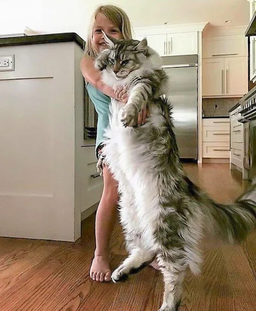 Maine Coon as big as a child (almost)