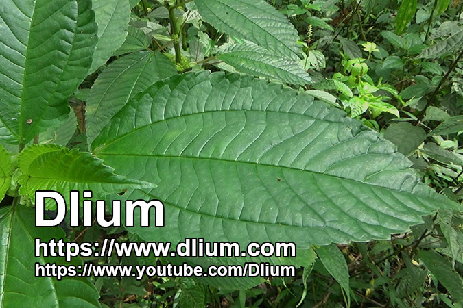 Dlium Serek clearweed (Pilea angulata)