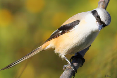 "Long-tailed Shrike - Lanius schach,perched on a branch peering at the camera lens."