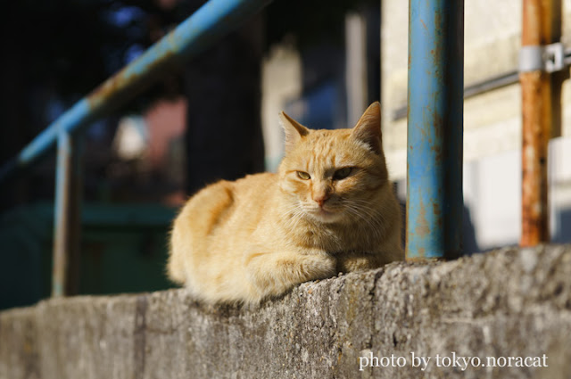 猫写真