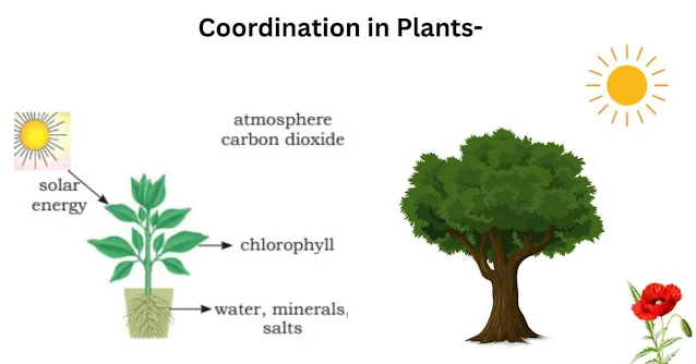 Control And Coordination Class 10 Notes