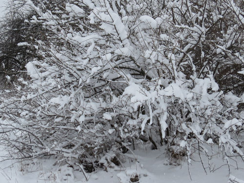 snow on branches