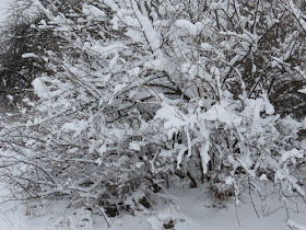 snow on branches