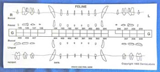 Feline Dental Chart