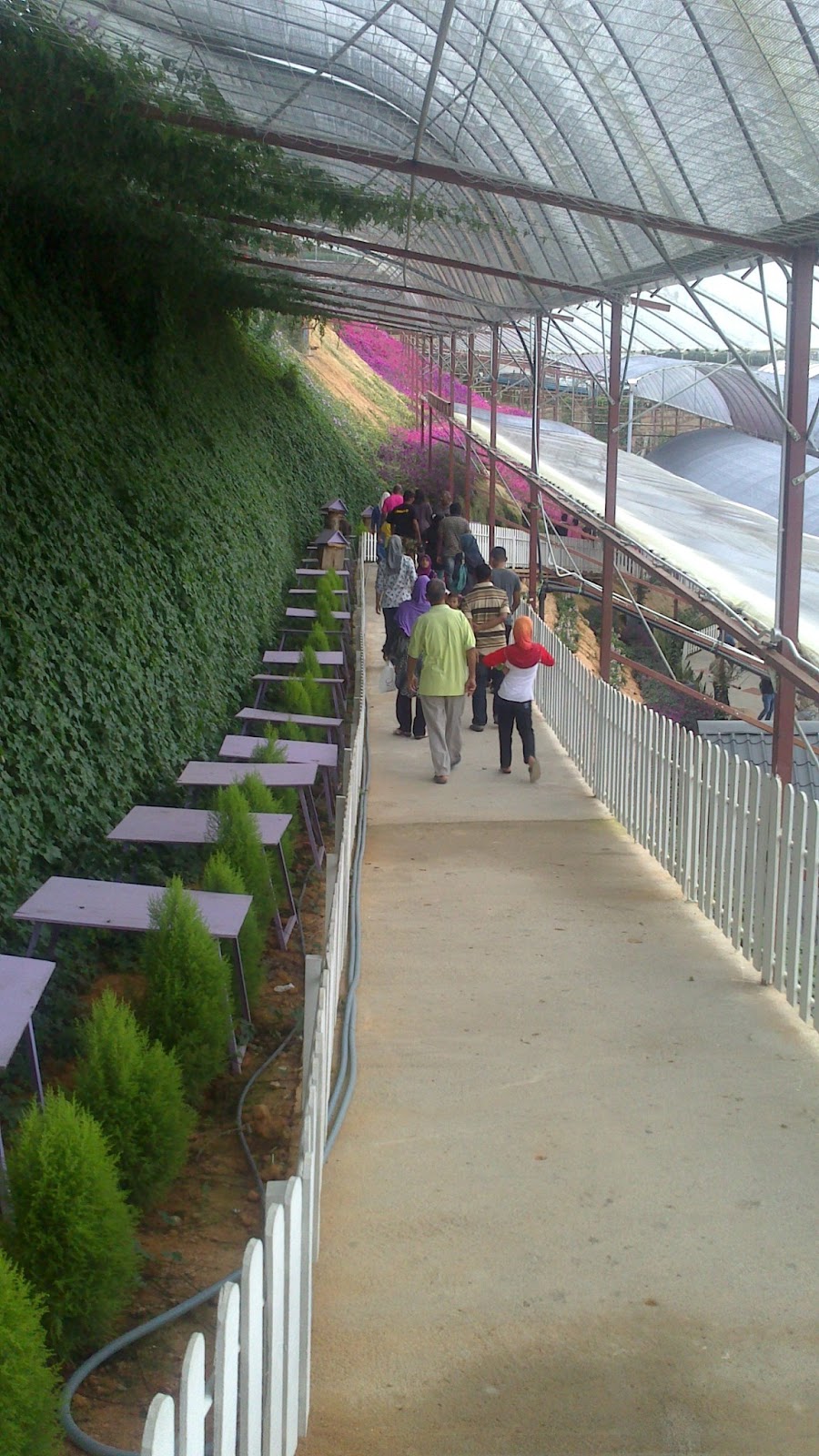 JALAN REBUNG CUTI2 2013 LAVENDER PARK CAMERON HIGHLAND