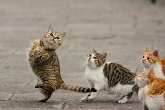 Funny Animals Dancing New Pictures And Images