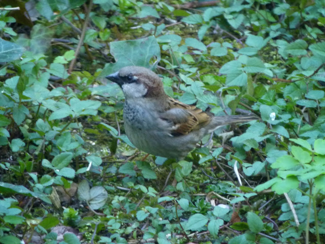 Huismus (Passer domesticus)