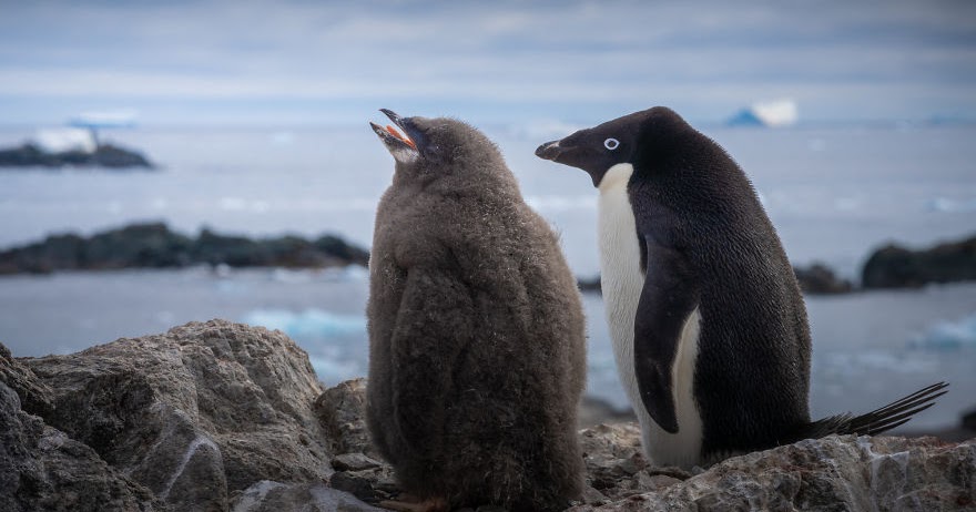 20 Gambar  Penguin Antartika Yang Lucu Sayang Untuk Di 