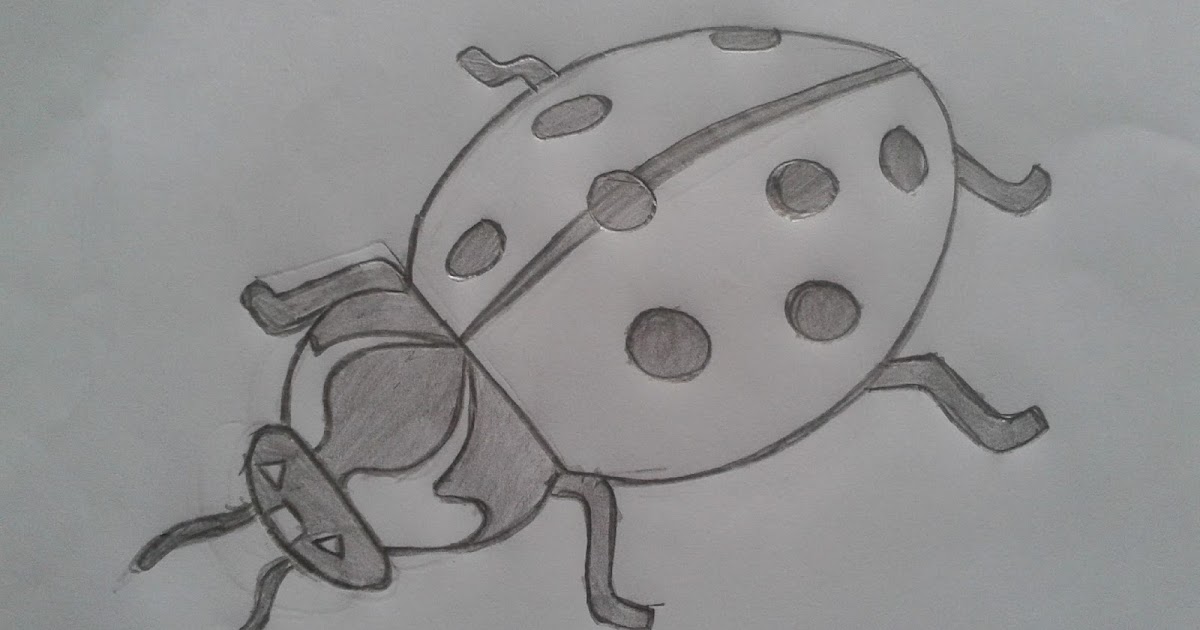 Paling Inspiratif Gambar Sketsa Kumbang  Koksi The Toosh