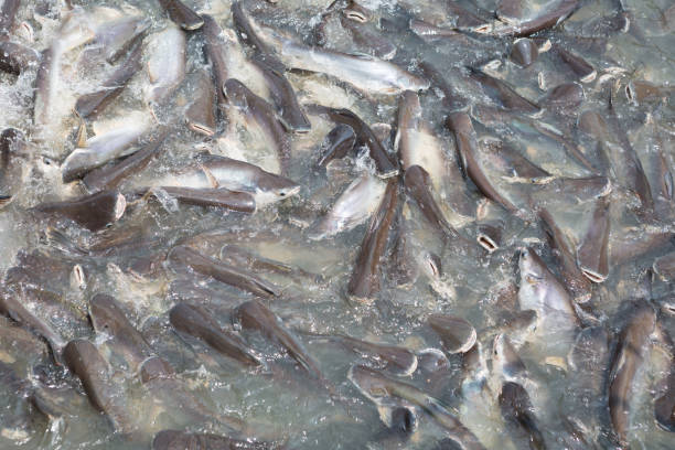 Harga Jual Ikan Lele Bibit & Konsumsi Pekan Baru, Riau Terpopuler