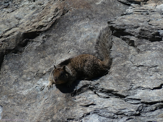 34: brown furry creature matching the curves of a shallow hole in a rock