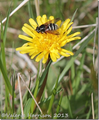 42-Sericomyia-lappona