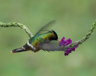 Lophornis helenae