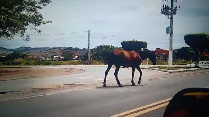 A Necessidade de Medidas Emergenciais para Garantir a Segurança Viária na BA-650 diante da Presença Descontrolada de Animais às Margens da Rodovia