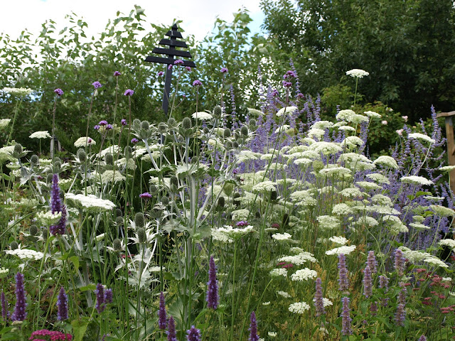 ammi majus