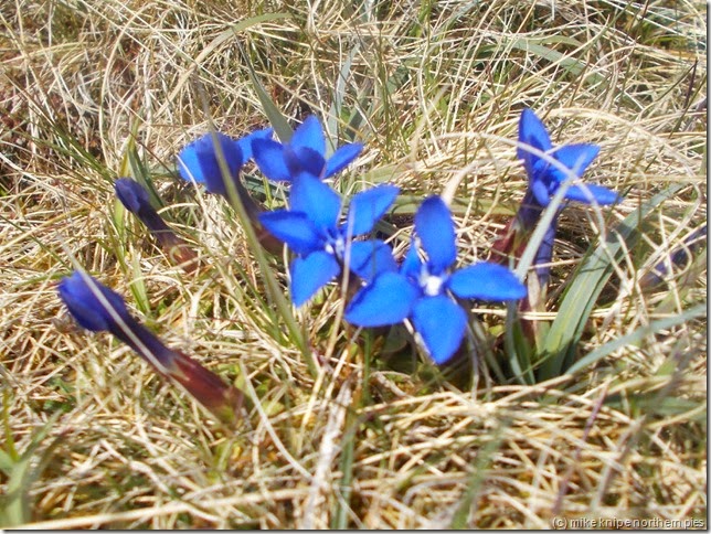 spring gentians in teesdale