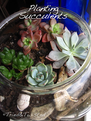 Planting Succulents via Tried & Twisted