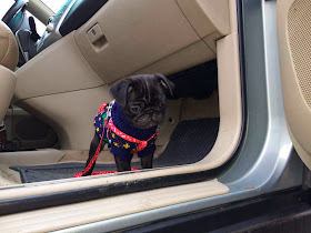 Cute dogs - part 4 (50 pics), dog pictures, little pug puppy in car