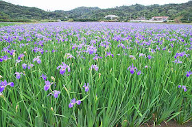 Iris fields, hillsides, wide angle image