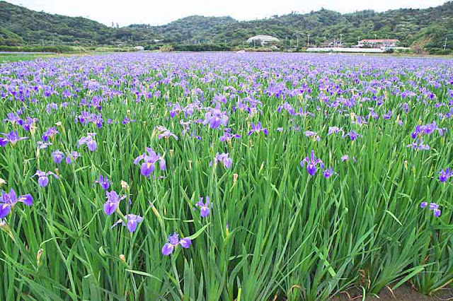 Iris fields, hillsides, wide angle image