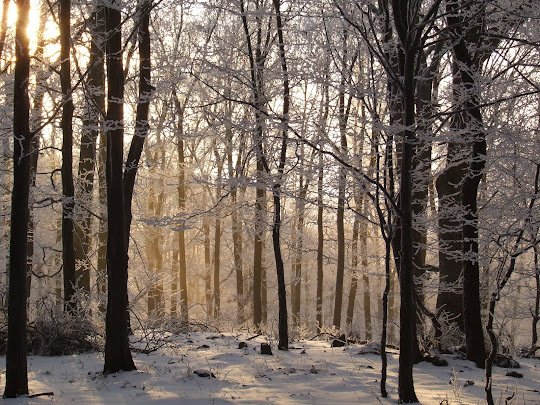 Mátra Winter Forest