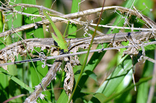 saltamontes-verde-meridional-phaneroptera-nana-