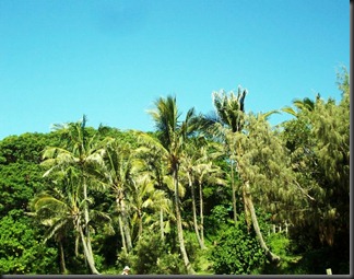 Palm Trees