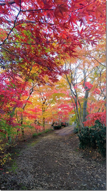 紅葉に囲まれる小道