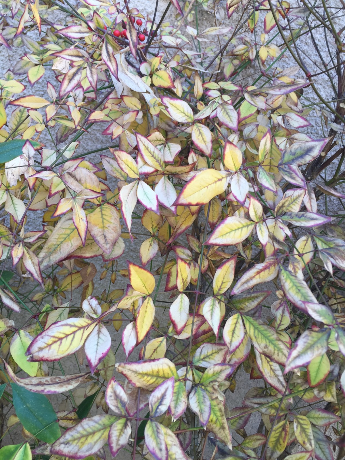 Xtremehorticulture Of The Desert Heavenly Bamboo Nandina Yellowing And What To Do