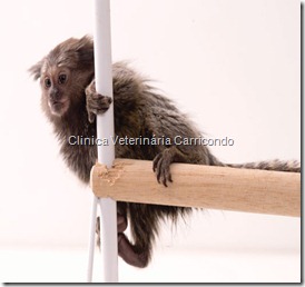 Sagui
