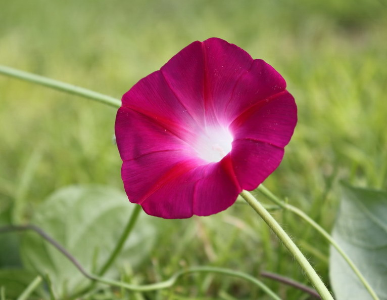 Flower Picture: Morning Glory Flower Picture