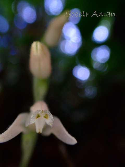 Goodyera schlechtendaliana