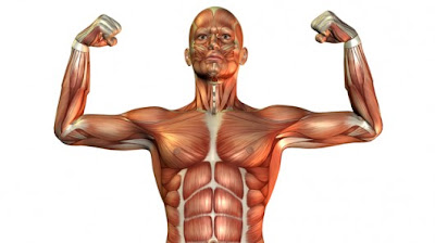 How work tells muscles to grow ~ Health Matters Today!
