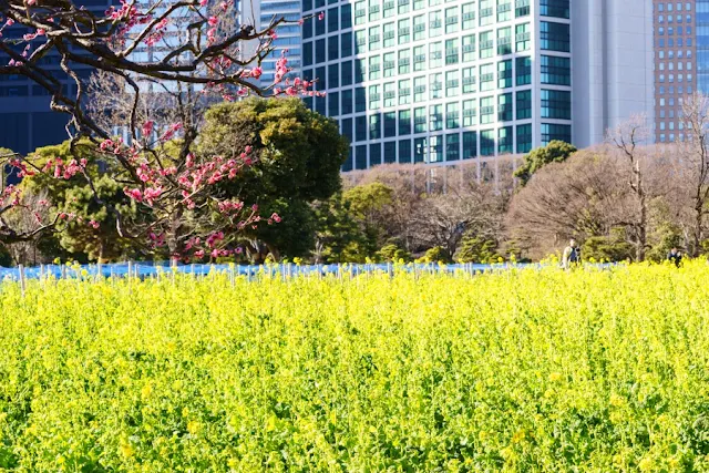 梅の花と菜の花畑～浜離宮恩賜庭園