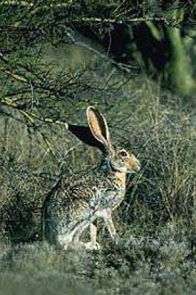Liebre Antilope
