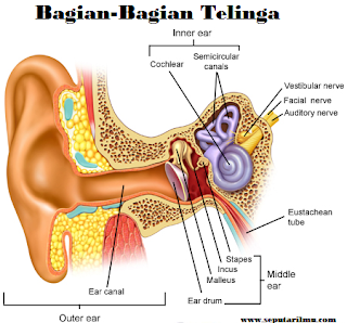  Bagian Telinga Beserta Fungsinya Menurut Para Ahli Biologi Secara Lengkap Pengertian, dan 3 Bagian Telinga Beserta Fungsinya Menurut Para Ahli Biologi Secara Lengkap