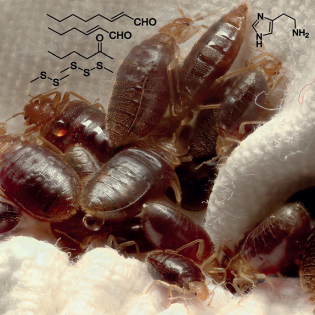 http://www.wired.com/2014/12/building-a-better-bed-bug-trap/