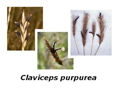 Claviceps purpurea Ergot