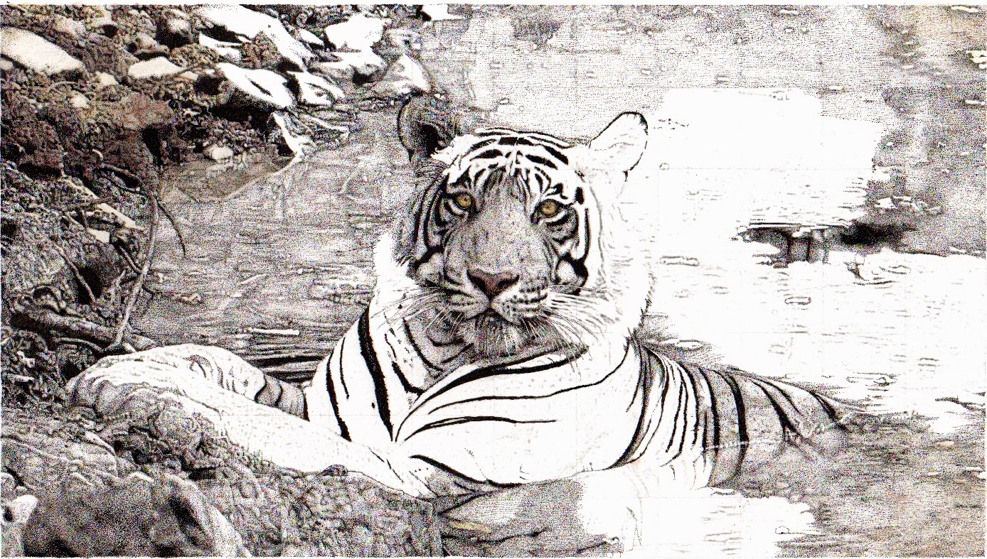 tigerupdate-2015-03-9-19-49.jpg
