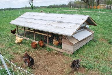 ... , Frankfort Kentucky: Another Chicken Coop: Low Cost and Portable