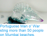 https://sciencythoughts.blogspot.com/2018/08/portuguese-man-o-war-sting-more-than-50.html