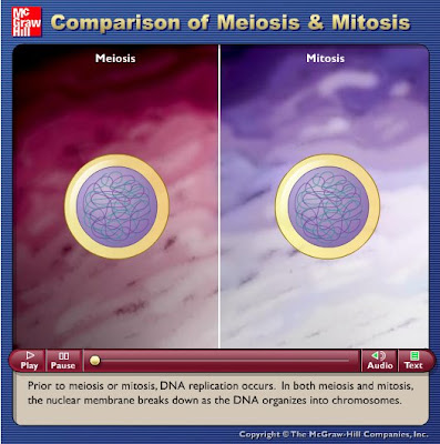 meiosis vs mitosis. Mitosis vs Meiosis Source: