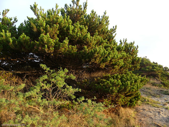 pines at the edge of the sand and dip