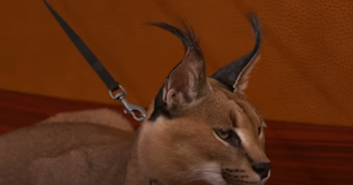 Caracal relaxing